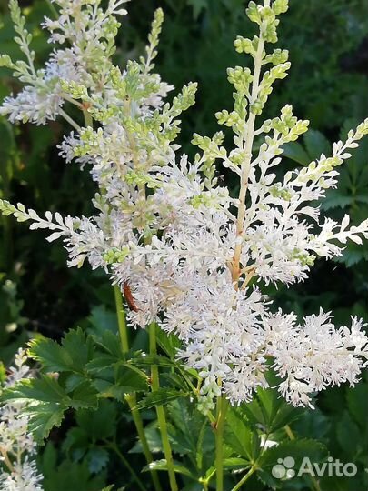 Многолетние растения для сада