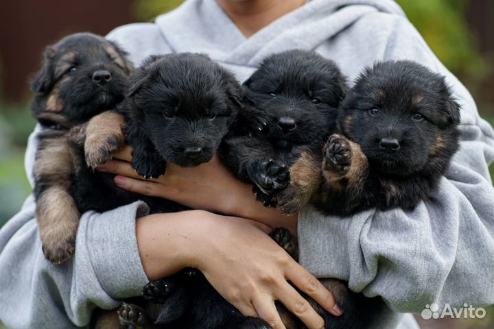 Щенки немецкой овчарки черные длинношерстные