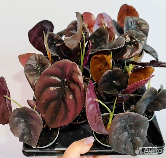 Алоказия купрея медная d6