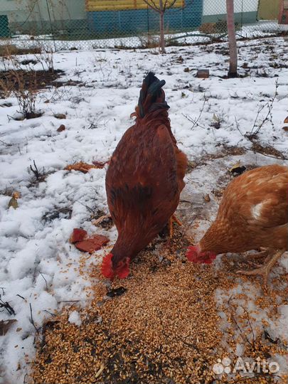 Петушок молодой ломан браун