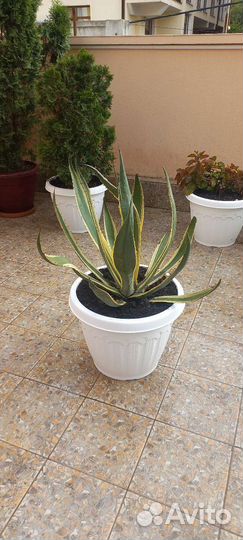 Агава голубая и американа