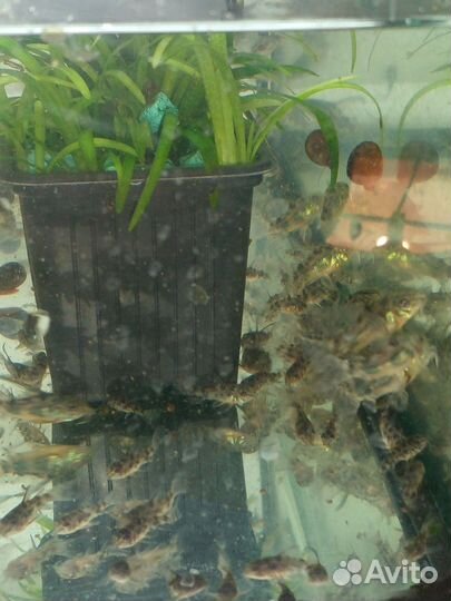 Аквариумные рыбки