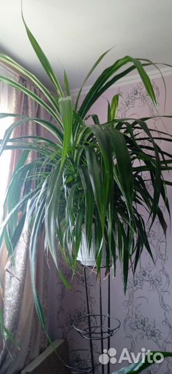 Пальма панданус