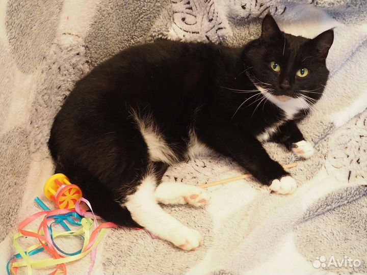 Кот молодой