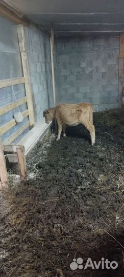 Телята телки