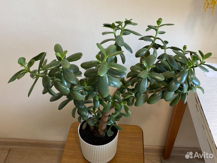 Толстянка (денежное дерево)