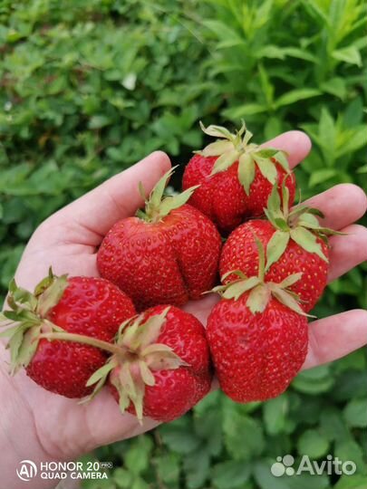 Клубника, земляника саженцы