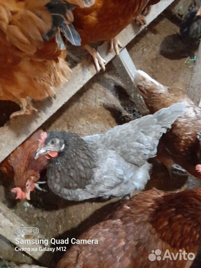 Инкубационное яйцо породистых кур