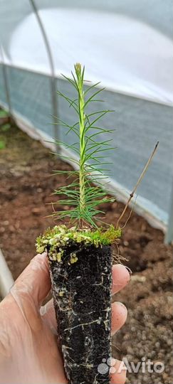 Саженцы сосны обыкновенной зкс оптом