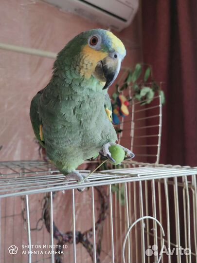 Попугай Венесуэльский Амазон