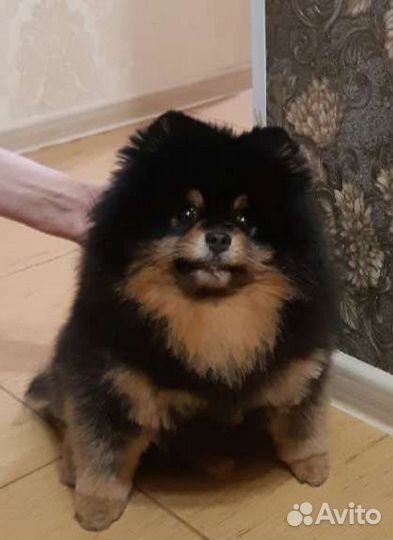 Стрижка собак и кошек