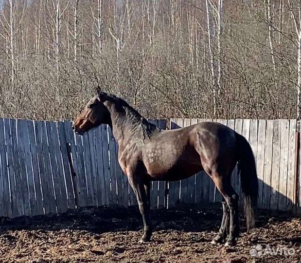 Орловский жеребец иноходец/обмен