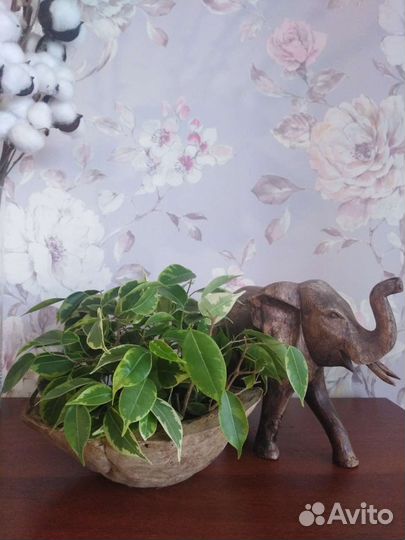 Фикус Кинки голд