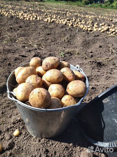 Продам картофель