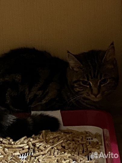 Кошка в добрые руки