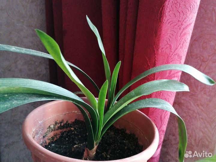 Кливия оранжевая