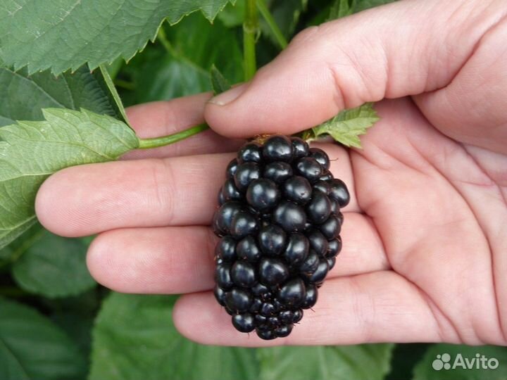 Саженцы Ежемалины