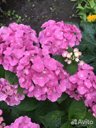 Гортензия крупнолистная