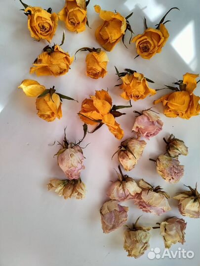 Сухоцветы розы гипсофила веточки гербарий