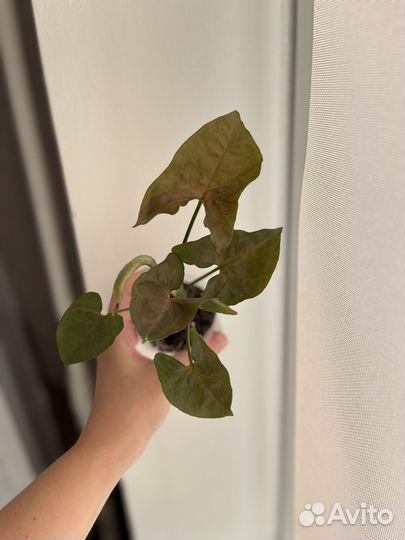 Сингониум аарон браун