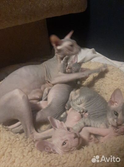 Донской сфинкс котята