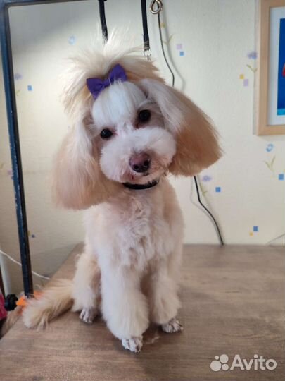 Стрижка собак