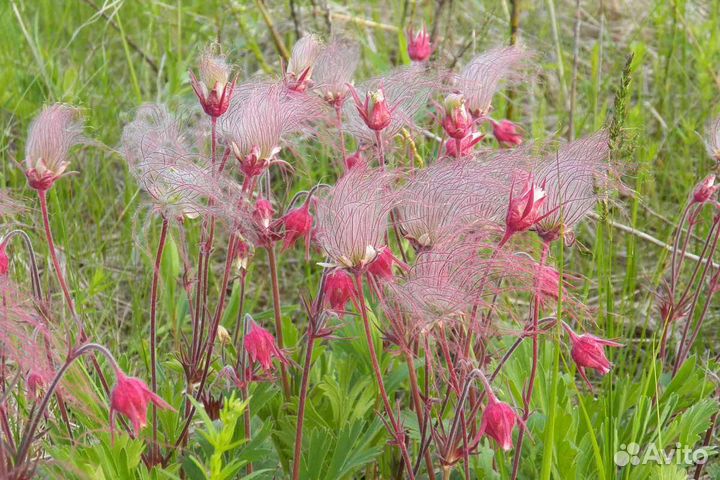 Geum Triflorum (гравилат, Роза де Сарон) семена