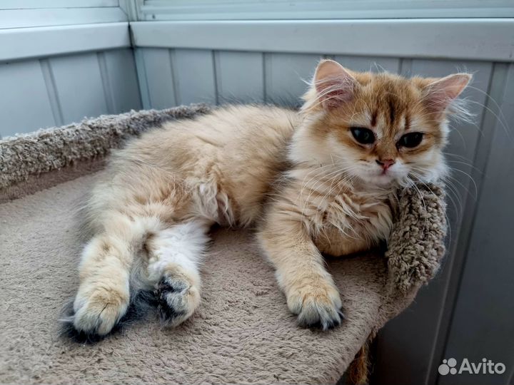 Котята золотая шиншилла