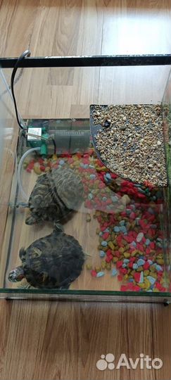 Красноухая черепаха с аквариумом
