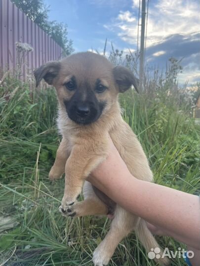 Щенок в добрые руки
