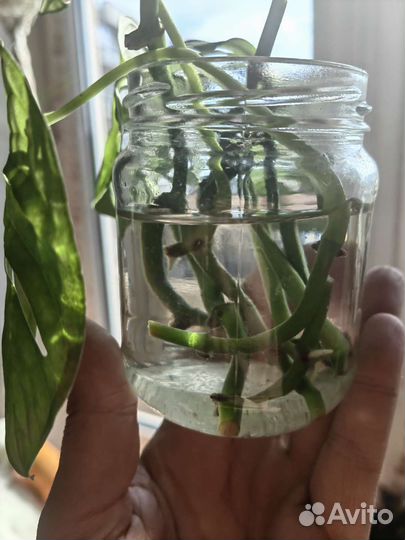 Монстера Манки Маск