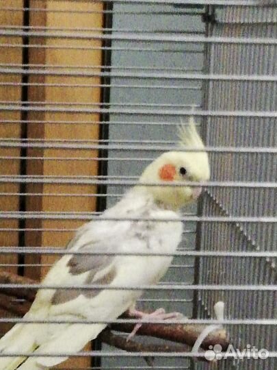 Попугай корелла с клеткой