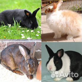 Мини ферма михайлова для кроликов - чертежи и конструкция | Клетки для кроликов, Мини ферма, Ферма