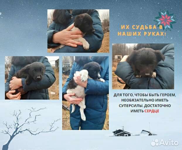 Собаки и щенки из приюта в добрые руки