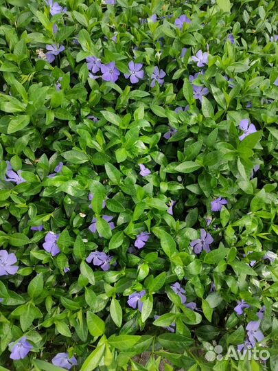 Полынь Барвинок Вербейник Энотера