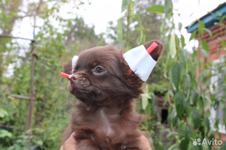 Чихуахуа шоколадный парень