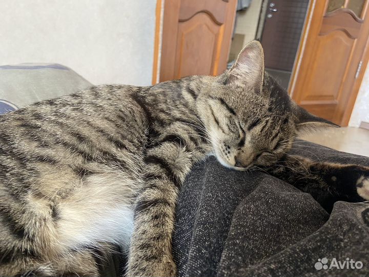 Отдам в добрые руки кошек