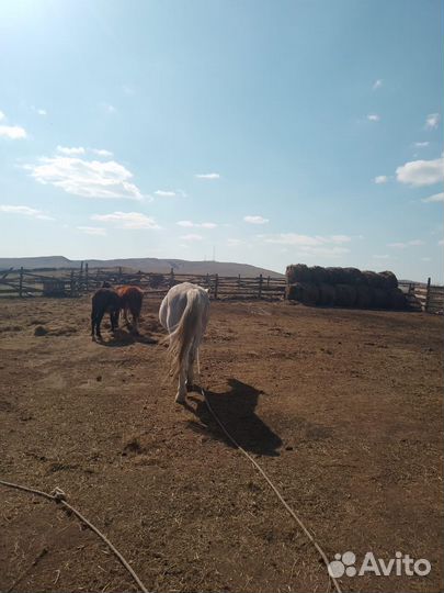 Орловский жеребец