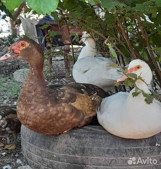 Утки мускусные