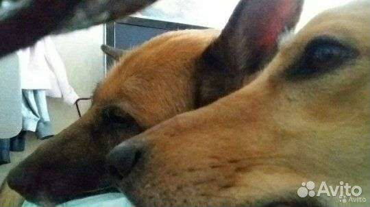 Выгул собак, Передержка грызунов, птиц, уход за ж