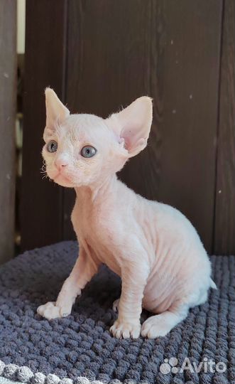 Котята девон-рекс