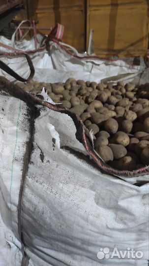 Семенной картофель гала