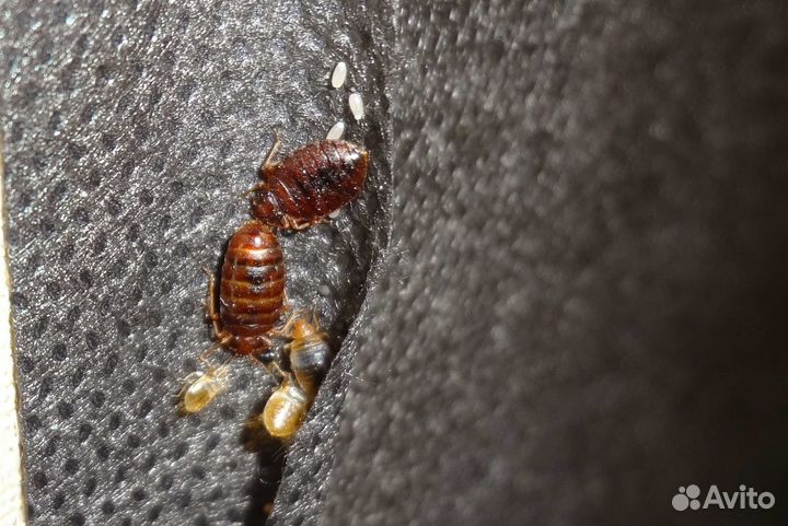 Уничтожение клопов. травля. Дезинфекция. Качество