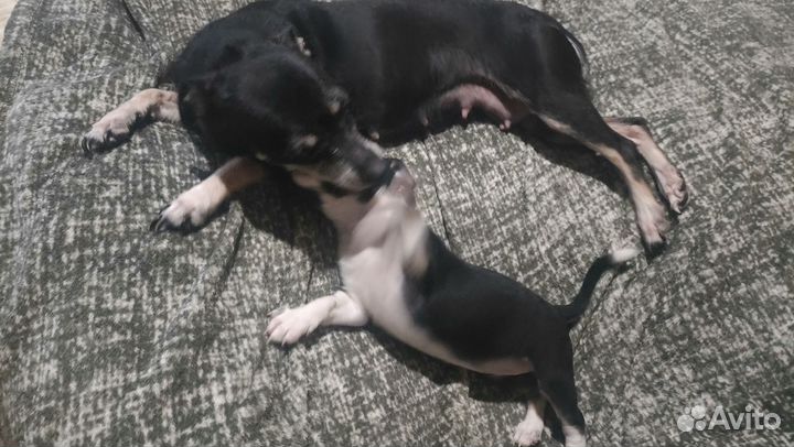 Щенки пинчера