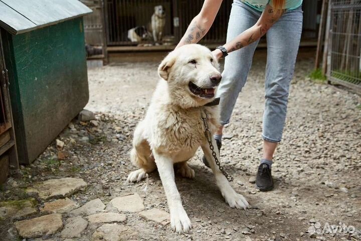 Отличный охранник Айсберг ищет дом