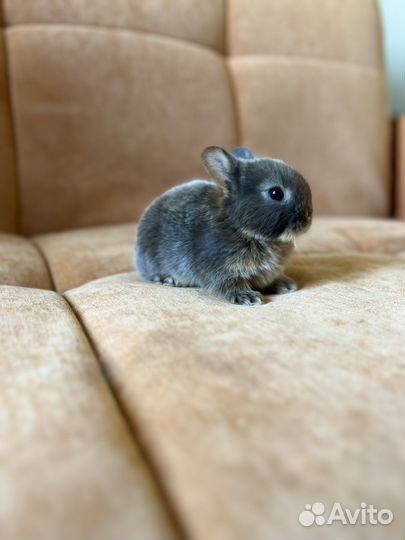 Декоративный кролик, минор, клетка в подарок