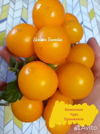 Семена комнатных горшечных томатов 30 сортов