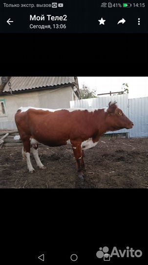 Корова стельная дойная