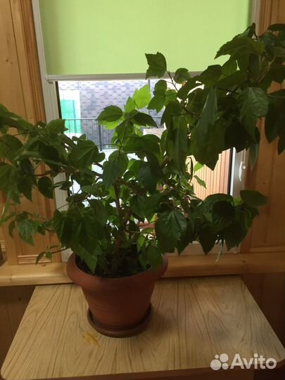 Продам комнатные растения