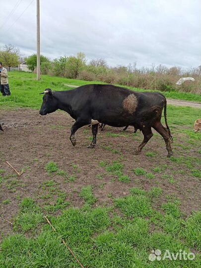 Корова хорошая дойная